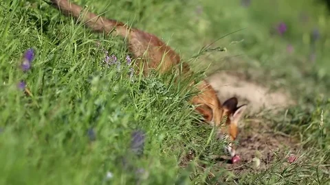 Fox cub walking in the grass Stock Footage 76667773
