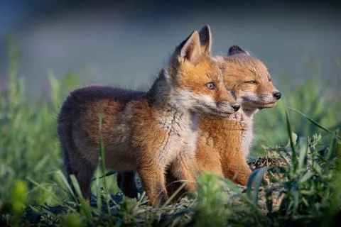 Fox cubs brothers Stock Photos