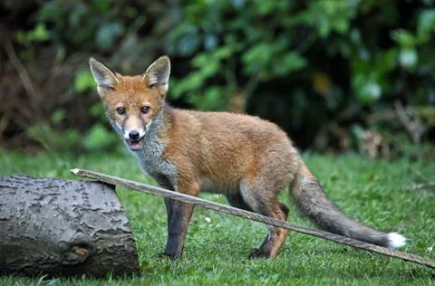 Fox cubs exploring and playing Stock Photos