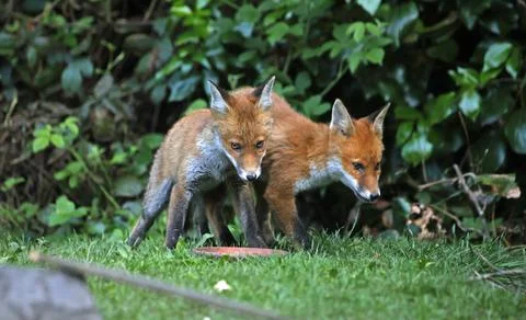 Fox cubs exploring and playing Stock Photos