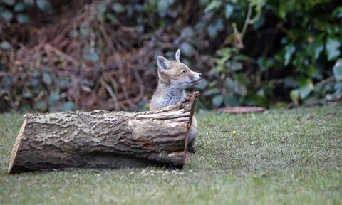 Fox cubs exploring and playing Stock Photos