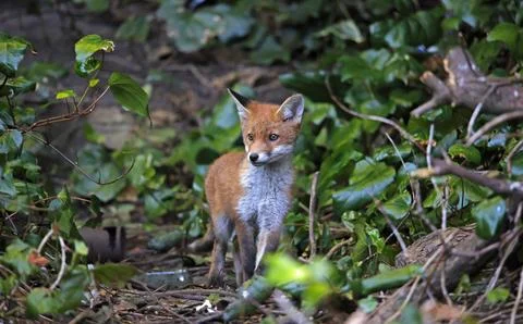 Fox cubs exploring and playing Stock Photos
