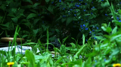 Fox cubs Stock Footage 715450