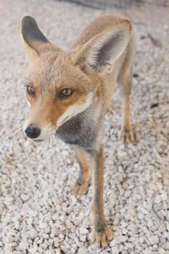 Fox cubs playing and exploring the garden Stock Photos