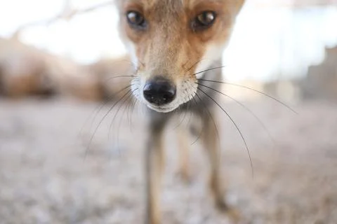 Fox cubs playing and exploring the garden Stock Photos