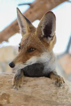 Fox cubs playing and exploring the garden Stock Photos