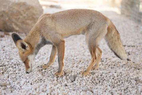 Fox cubs playing and exploring the garden Stock Photos