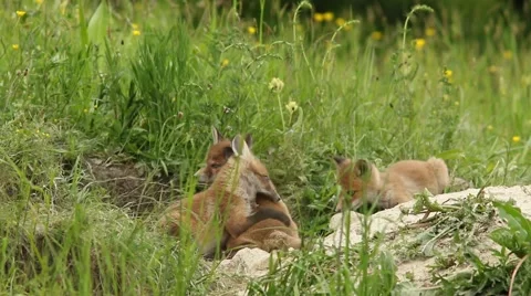 Fox cubs playing Stock Footage 63192357