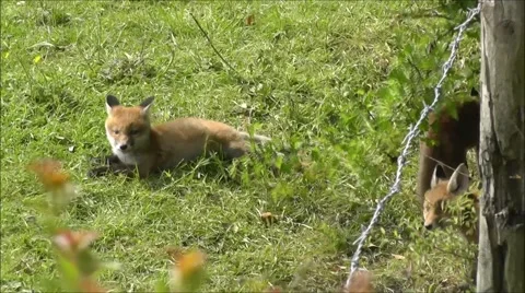 Fox cubs relaxing and playing outside their den Stock Footage 67628993