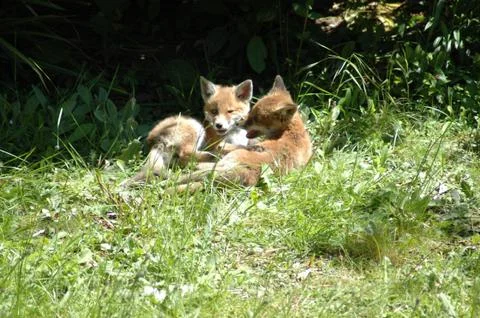 Fox cubs at rest Stock Photos