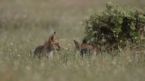 Fox cubs, Vulpes, vulpes, Spain Stock Footage 234460310