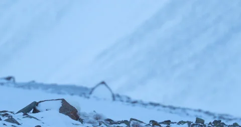Fox with deer carcass in snow habitat, winter landscape, Svalbard, Norway. Beaut Stock Footage 164610201