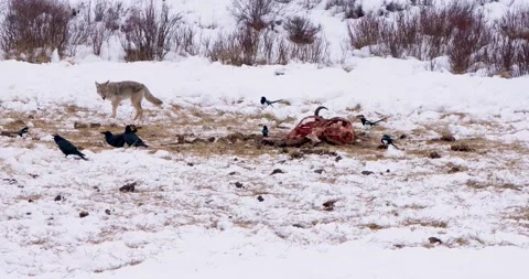 Fox Defends its Meal in a Winter Wonderland 스톡 동영상 239962790