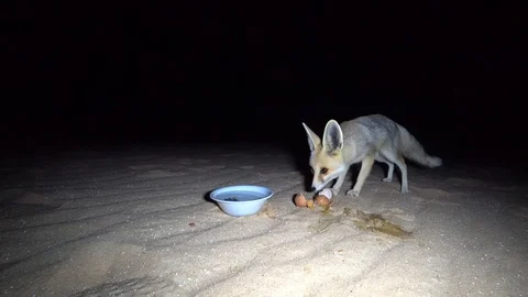Fox in the desert Stock Footage 111337640