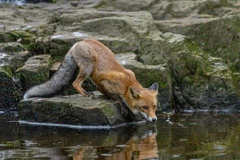 The fox is drinking from a stream lin forest. Stockfoto's