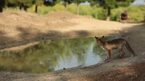 Fox with drinking water by the lake, lowmotion shooting Video stock 145795149