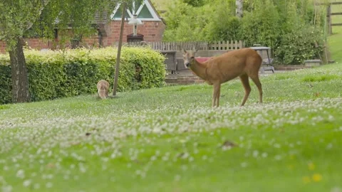 A fox drinking whilst a female deer is grazing on a green lush meadow Stock Footage 246646086