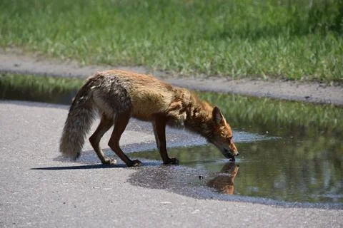 A fox drinks from a puddle by the Chernobyl Nuclear Power Plant Foto stock