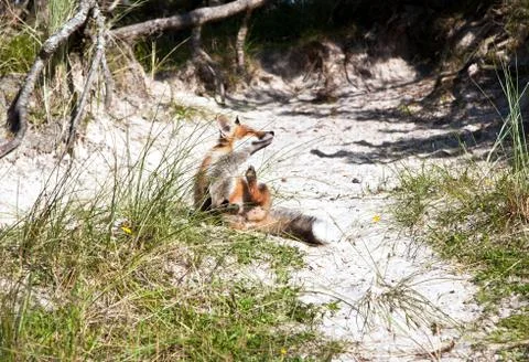 Fox in the dunes at the beach Stock Photos