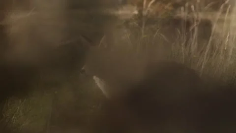 Fox, Dunes, Furry, Netherlands Stock Footage 297041771