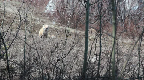 Fox Eating 02 Video stock 22807710