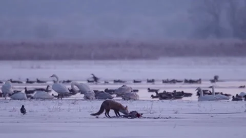 Fox eating carcass next to roosting place of whooper swans and wild geese Stock Footage 180002103