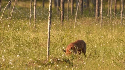 Fox eating with crows. Red Fox, Vulpes vulpes, beautiful animal on green vegetat Stock Footage 311568372