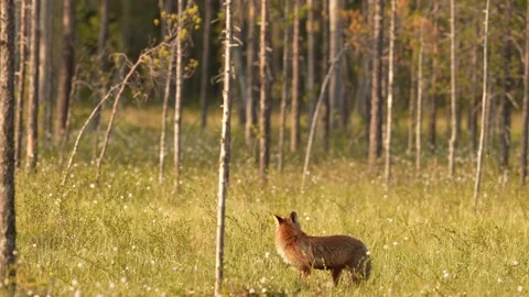 Fox eating with crows. Red Fox, Vulpes vulpes, beautiful animal on green vegetat Stock Footage 311568379