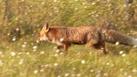 Fox eating with crows. Red Fox, Vulpes vulpes, beautiful animal on green vegetat Stock Footage 311575135