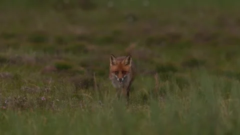 Fox eating with crows. Red Fox, Vulpes vulpes, beautiful animal on green vegetat Stock Footage 311577630