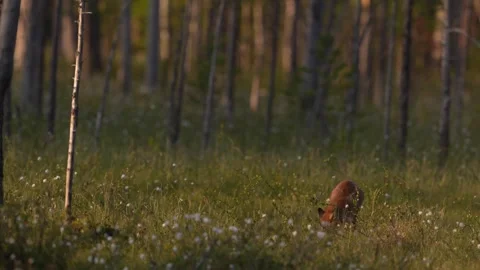 Fox eating with crows. Red Fox, Vulpes vulpes, beautiful animal on green vegetat Stock Footage 311578046