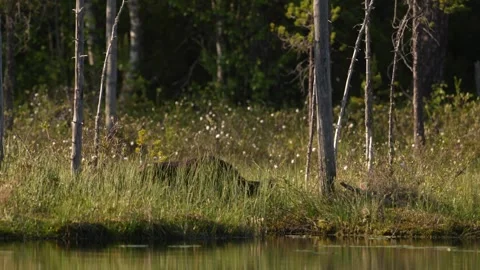 Fox eating with crows. Red Fox, Vulpes vulpes, beautiful animal on green vegetat Stock Footage 311814014