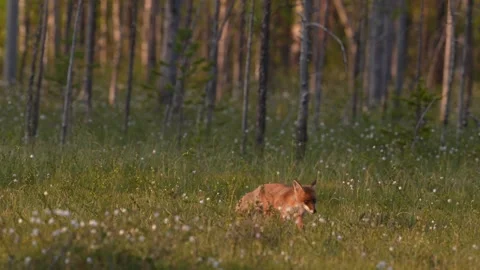 Fox eating with crows. Red Fox, Vulpes vulpes, beautiful animal on green vegetat Stock Footage 311816177