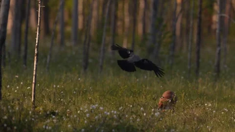 Fox eating with crows. Red Fox, Vulpes vulpes, beautiful animal on green vegetat Stock Footage 311817809