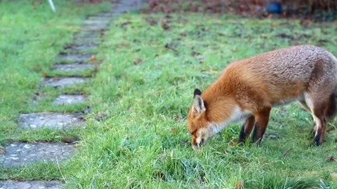 Fox eating an egg and looking at camera Video stock 277495630