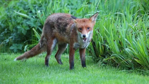 Fox eating Stock Footage 154645425