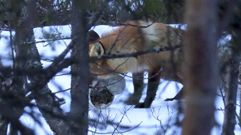 Fox is eating. Stock Footage 194030810