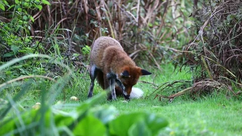 Fox eating fruit Stock Footage 217379175