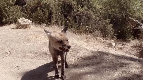 Fox eating in the nature Stock Footage 76523398