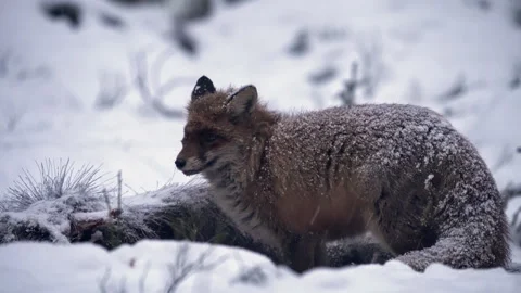Fox eats a dead wild boar, looks around, brushes snow off its back. Stock Footage 313789068