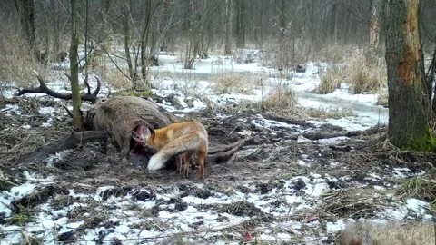 Fox eats deer in Kampinoski Nation Park near Warsaw Stock Footage 150325907
