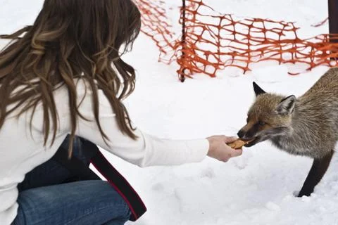 Fox eats from the hands Stock Photos