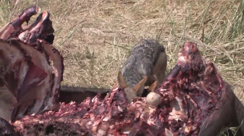 Fox eats meat from buffalo carcass Stock Footage 22689592
