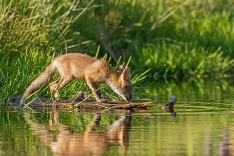 Fox on the edge of a lake surface Stock Photos