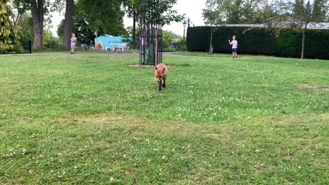 Fox encounter Stock Footage 134884230