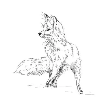 Fox engraved illustration. Vector hand drawn illustration. Stock Illustration