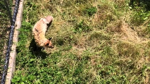 Fox escapes in backyard Stock Footage 134303434