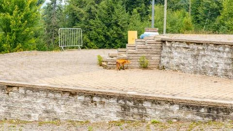 Fox exploring a deserted stone platform surrounded by greenery and trees in a Stock Photos