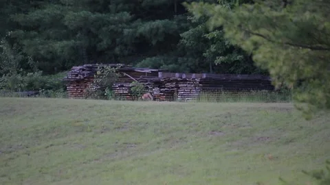 Fox exploring lumber piles Stock-Footage 134606010