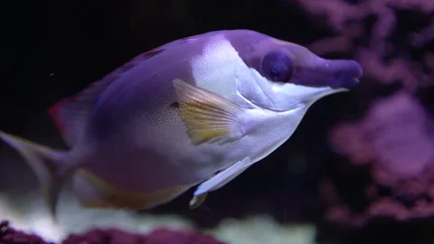 A fox face fish swimming Stock Footage 294247001